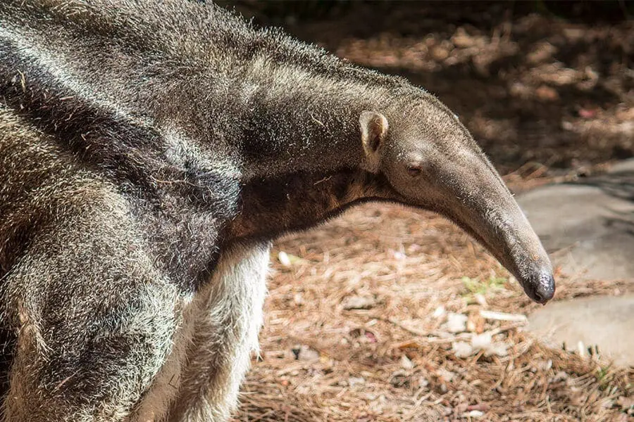 Anteater