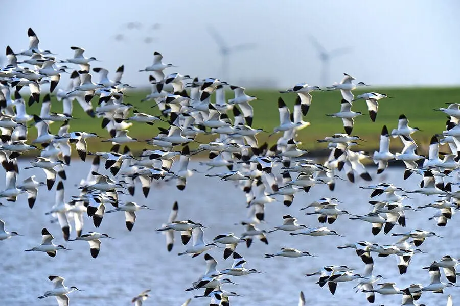 A group of avocet birds migrating