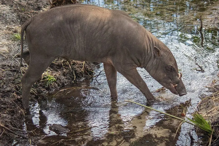 Babirusa