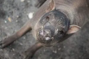 Babirusa pig