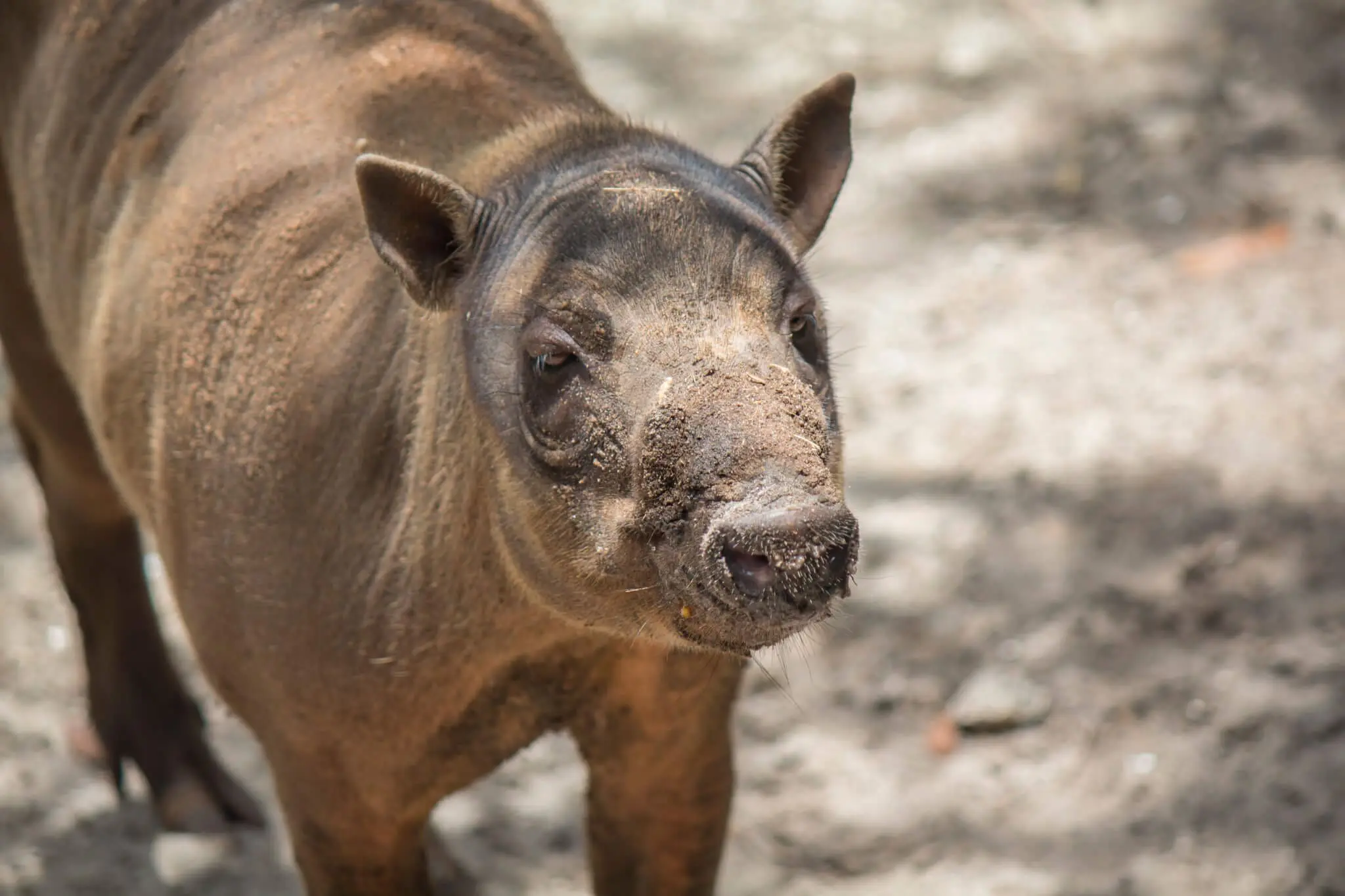 Babirusa