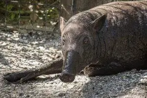 Babirusa
