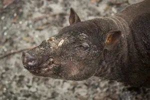 Babirusa