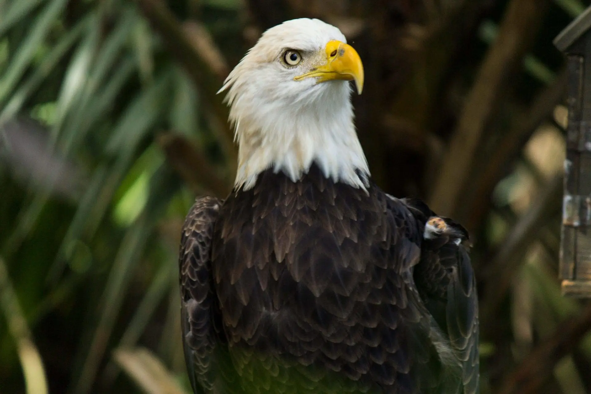 Bald eagle