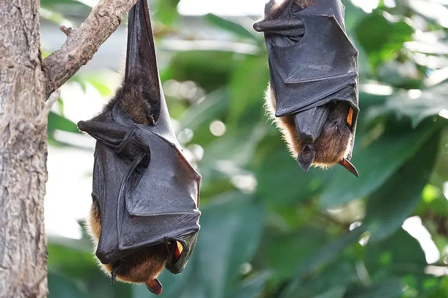 bats
