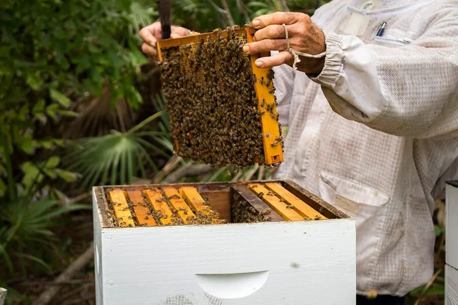 Zoo beehive