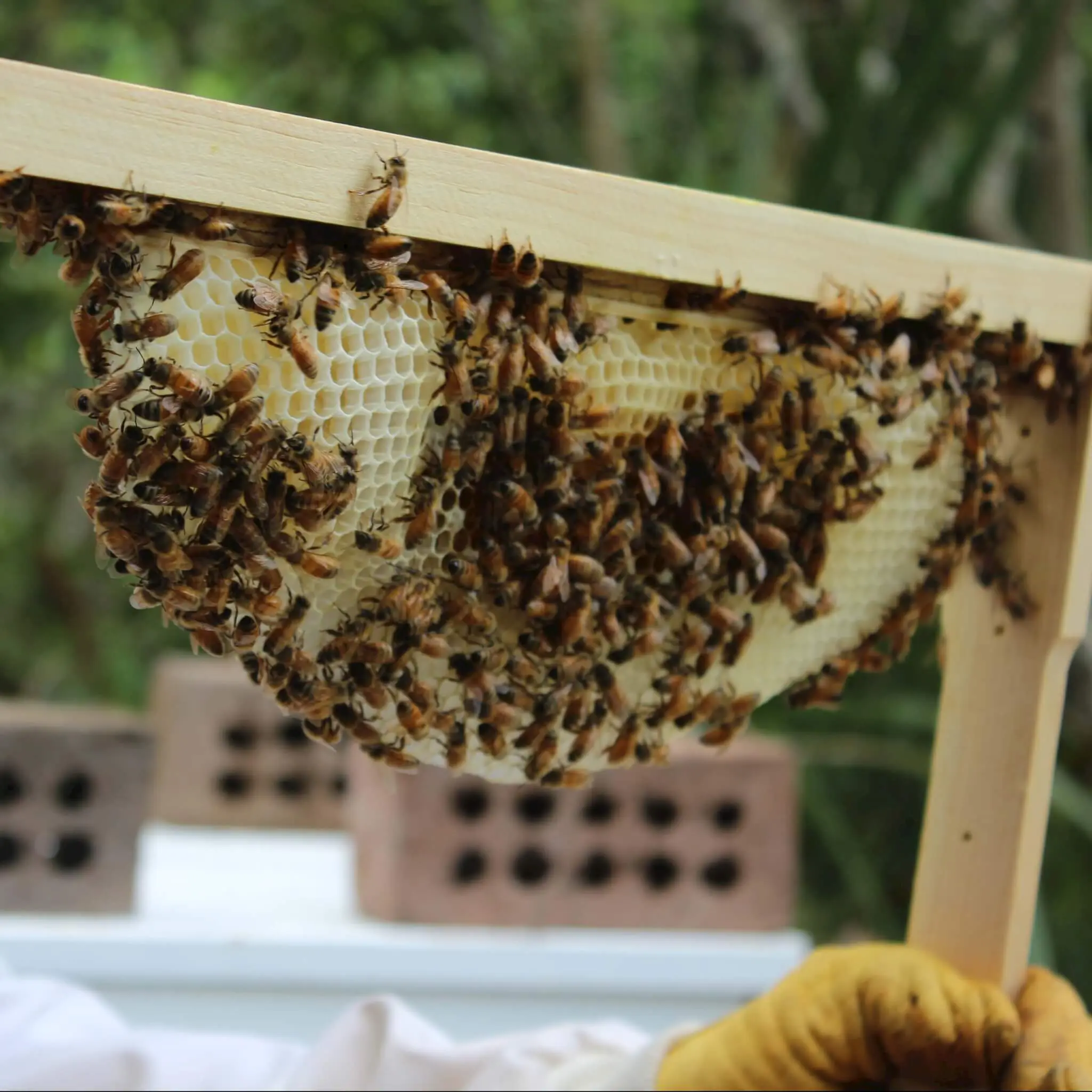 bees