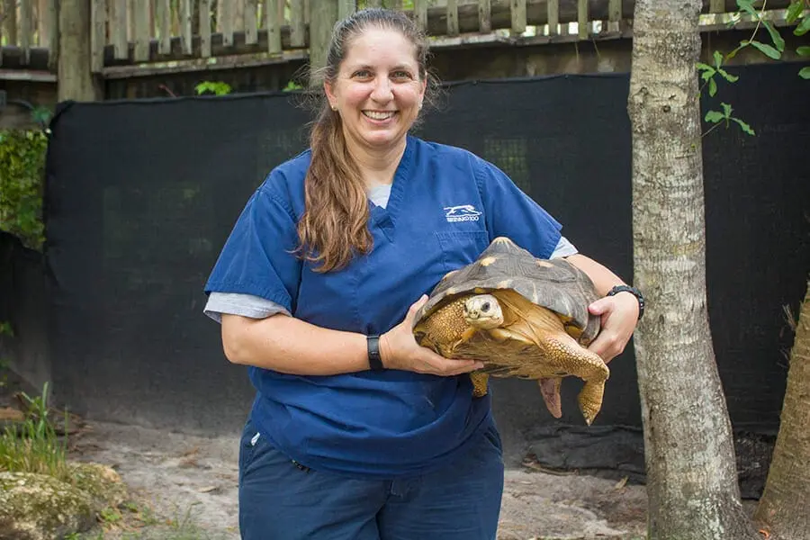 Vet tech Beth with Rako, our radiated tortoise