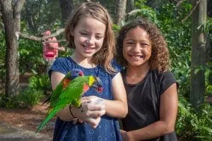 Guests feeding rainbow lorikeet