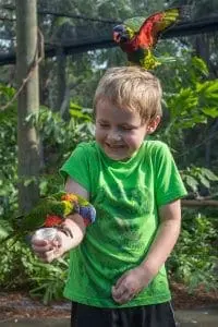 Boy feeds lorikeet