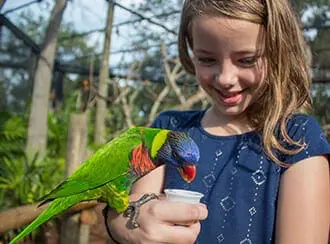 Smiling young girl feeding a lorikeet on her arm.