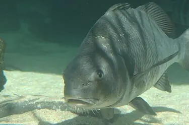 Black Drum