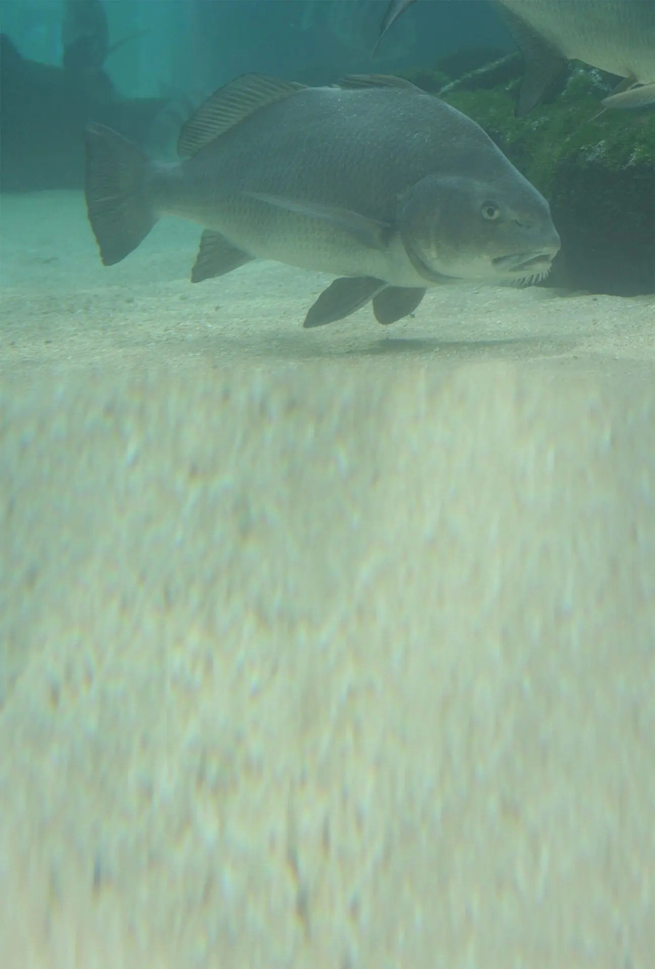 Black Drum2