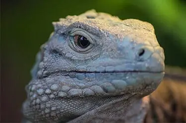 Grand Cayman Blue Iguana