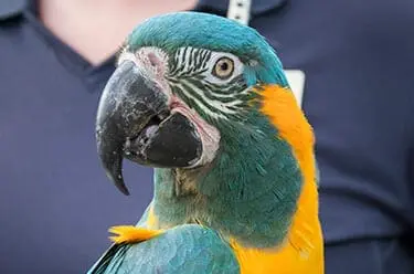 Blue Throated Macaw