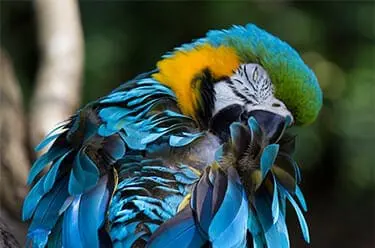 Blue-and-yellow Macaw