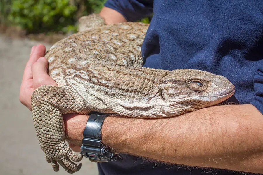 Bosc the savannah monitor