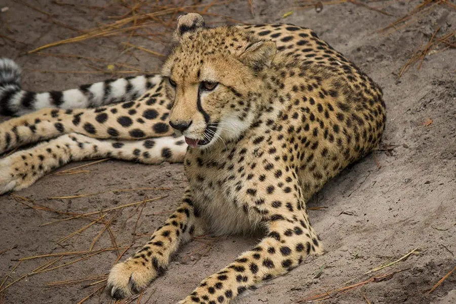 Bria the cheetah
