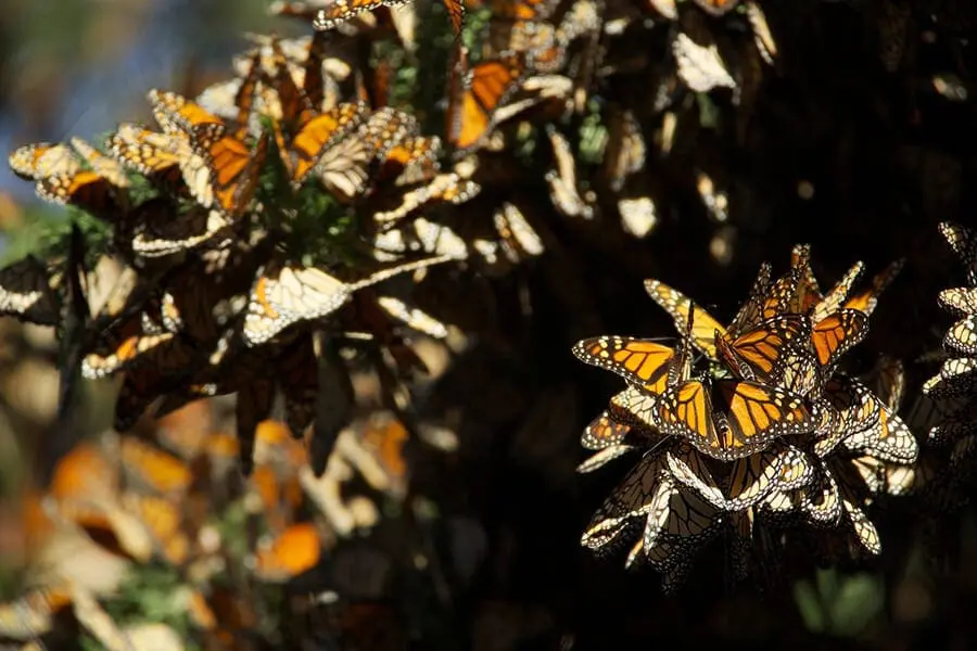 Monarch butterflies during migration