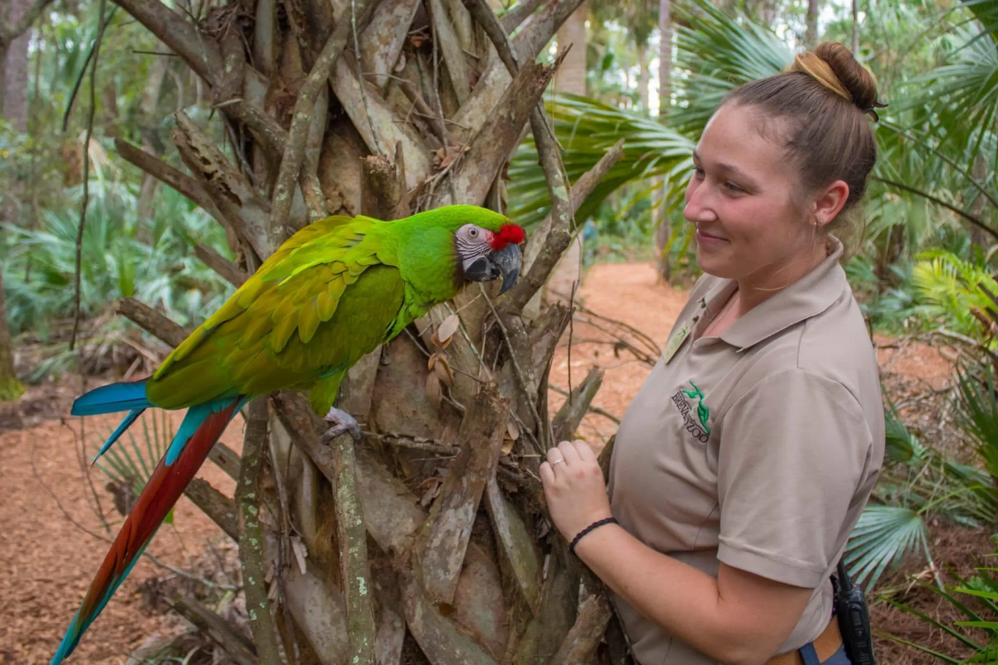 Zookeeper with macaw