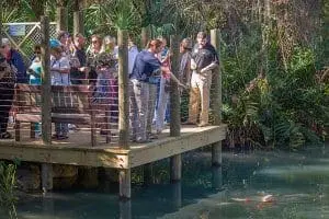 Group looking at koi pond