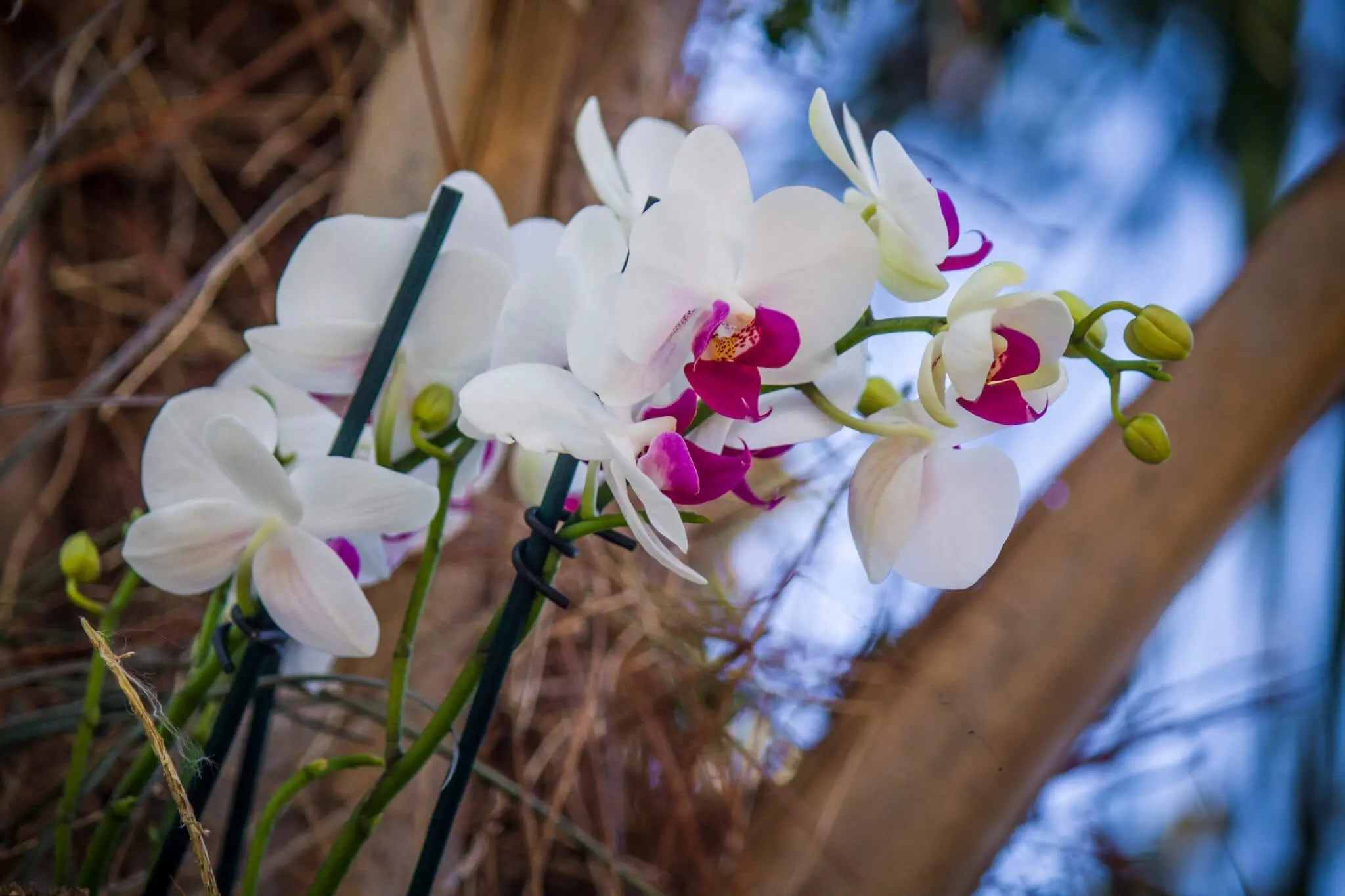 White and purple flowers