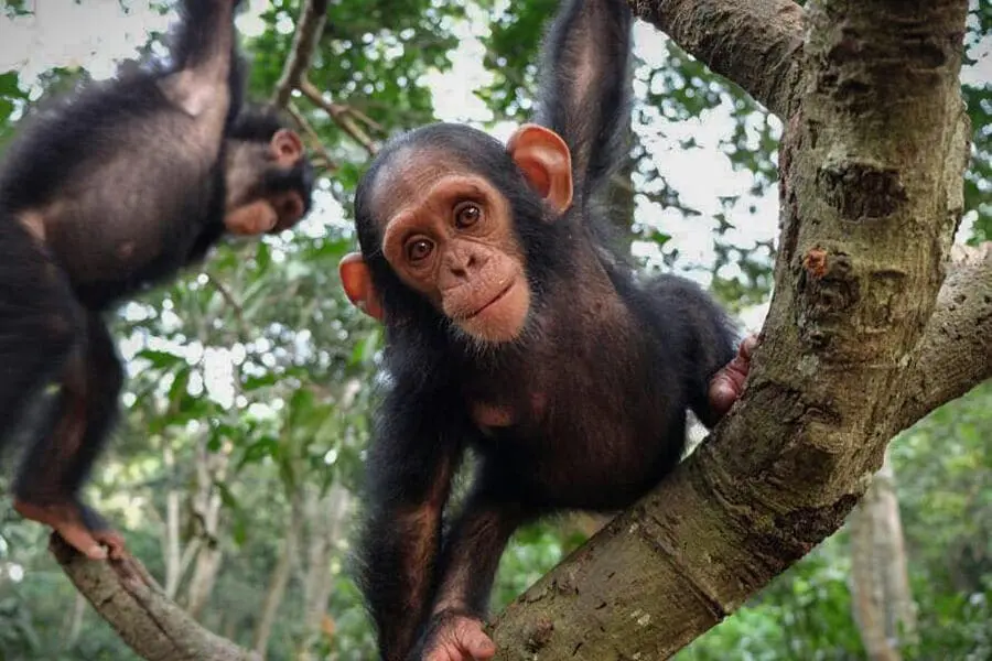 Baby chimpanzees in a tree