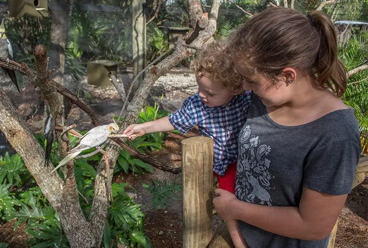Parent with child feeding bird