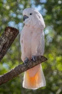 Cockatoo perched on tree