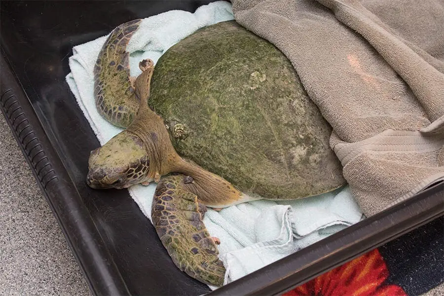 Cold-stunned green sea turtle covered with towels