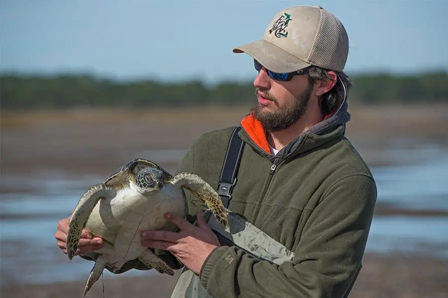 An FWC biologist examines a cold-stunned sea turtle