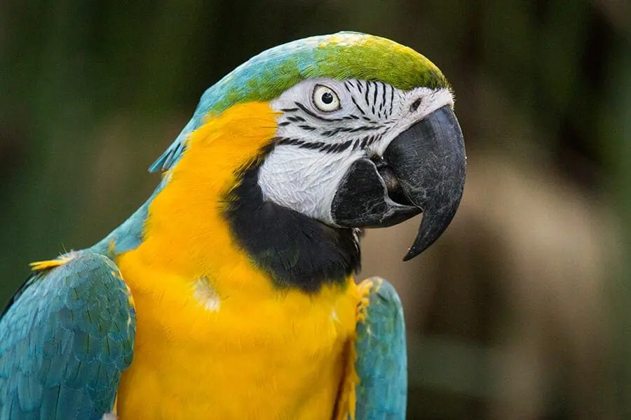 Colonel a blue-and-yellow macaw