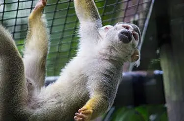 Common Squirrel Monkey