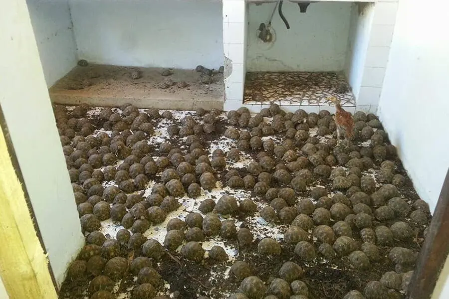 Group of tortoises being hoarded in home