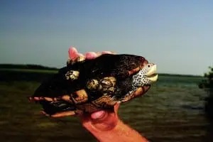 Diamondback Terrapin