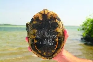 Diamondback Terrapin shell