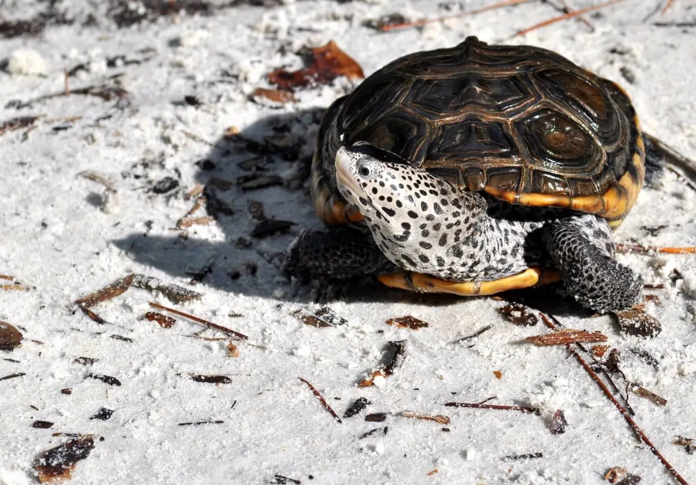 Diamondback Terrapin
