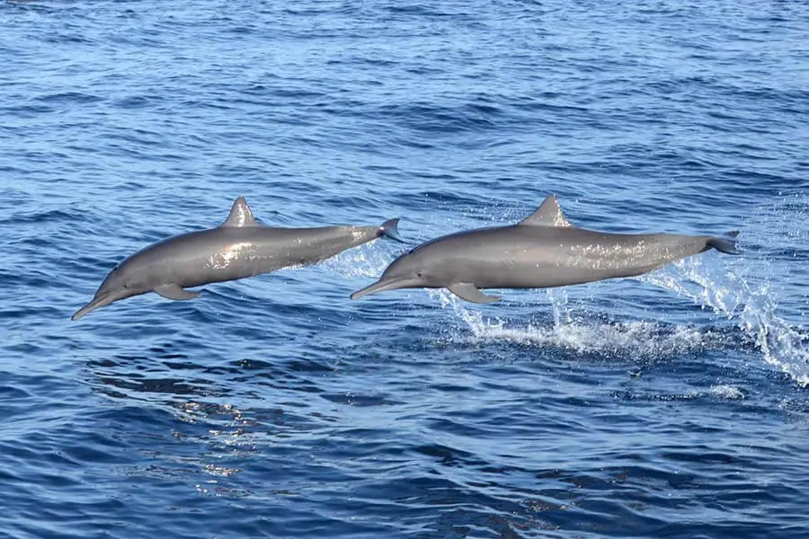 Dolphins leaping