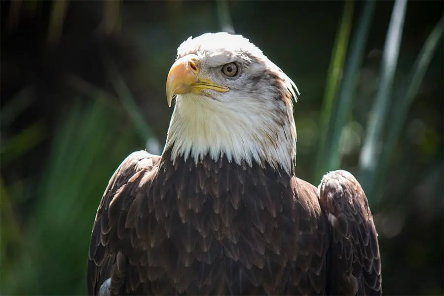 Bald eagle