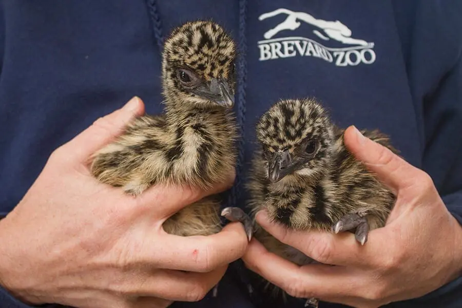 Emu chicks
