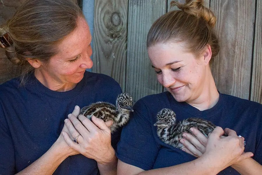 Zookeepers Kerry and Megan hold emu chicks