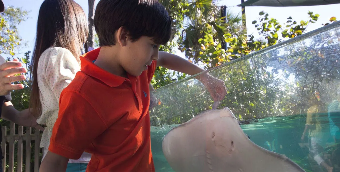 Boy feeding stingray