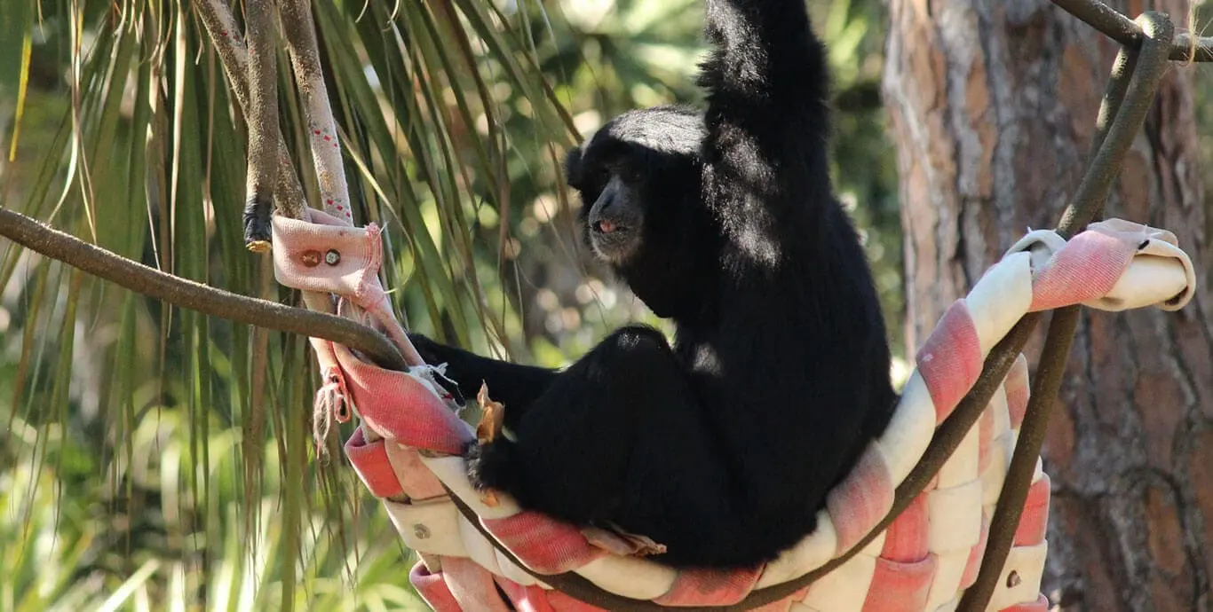 Siamang in hammock