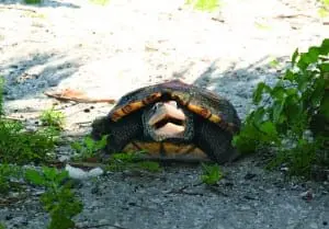 Diamondback Terrapin