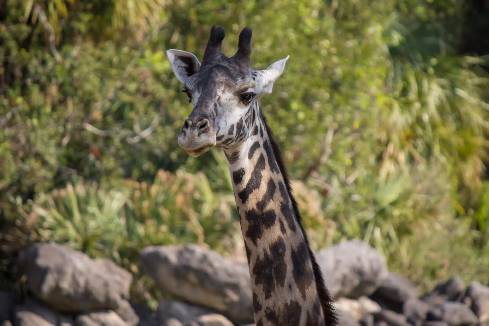 Giraffe