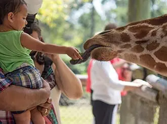 Toddler feeding a giraffe