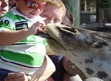 Boy feeding giraffe