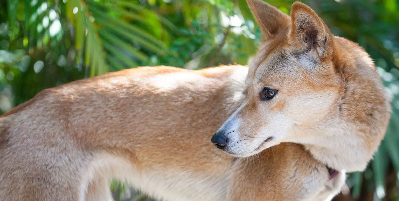 Dingo