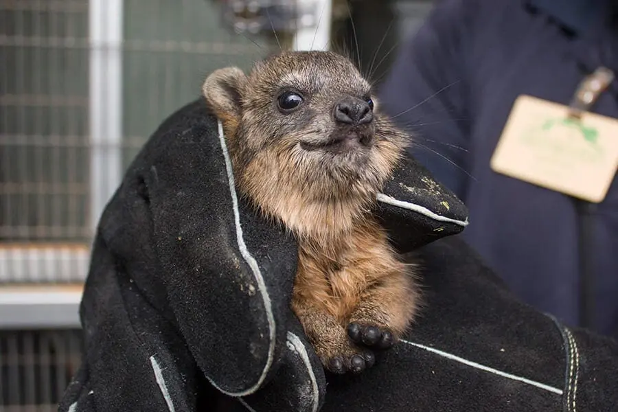 Gnocchi, a rock hyrax pup