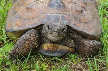 gopher tortoise sidebar
